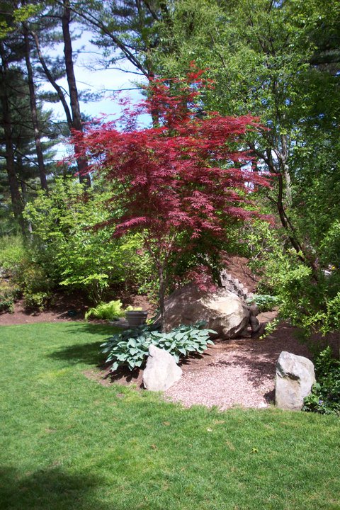 tree